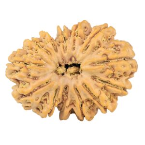 13 Mukhi Rudraksha 35mm 7.37gm - Rudraksha