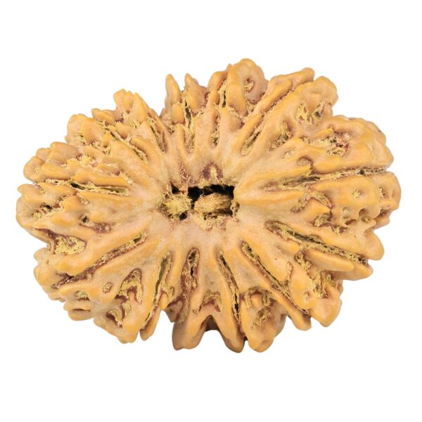 13 Mukhi Rudraksha 35mm 7.37gm - Rudraksha