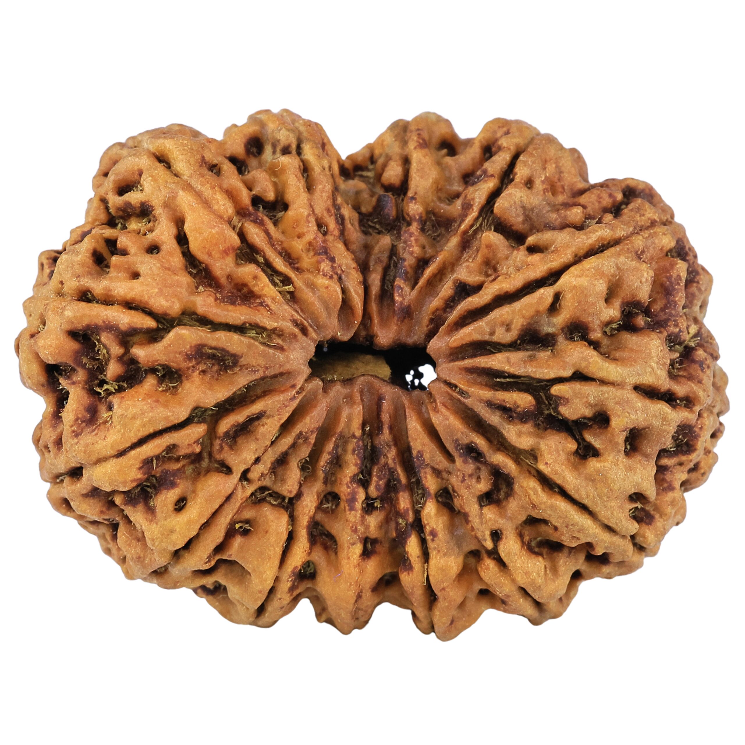 14 Mukhi Rudraksha 39.6mm 5.99gm - Rudraksha