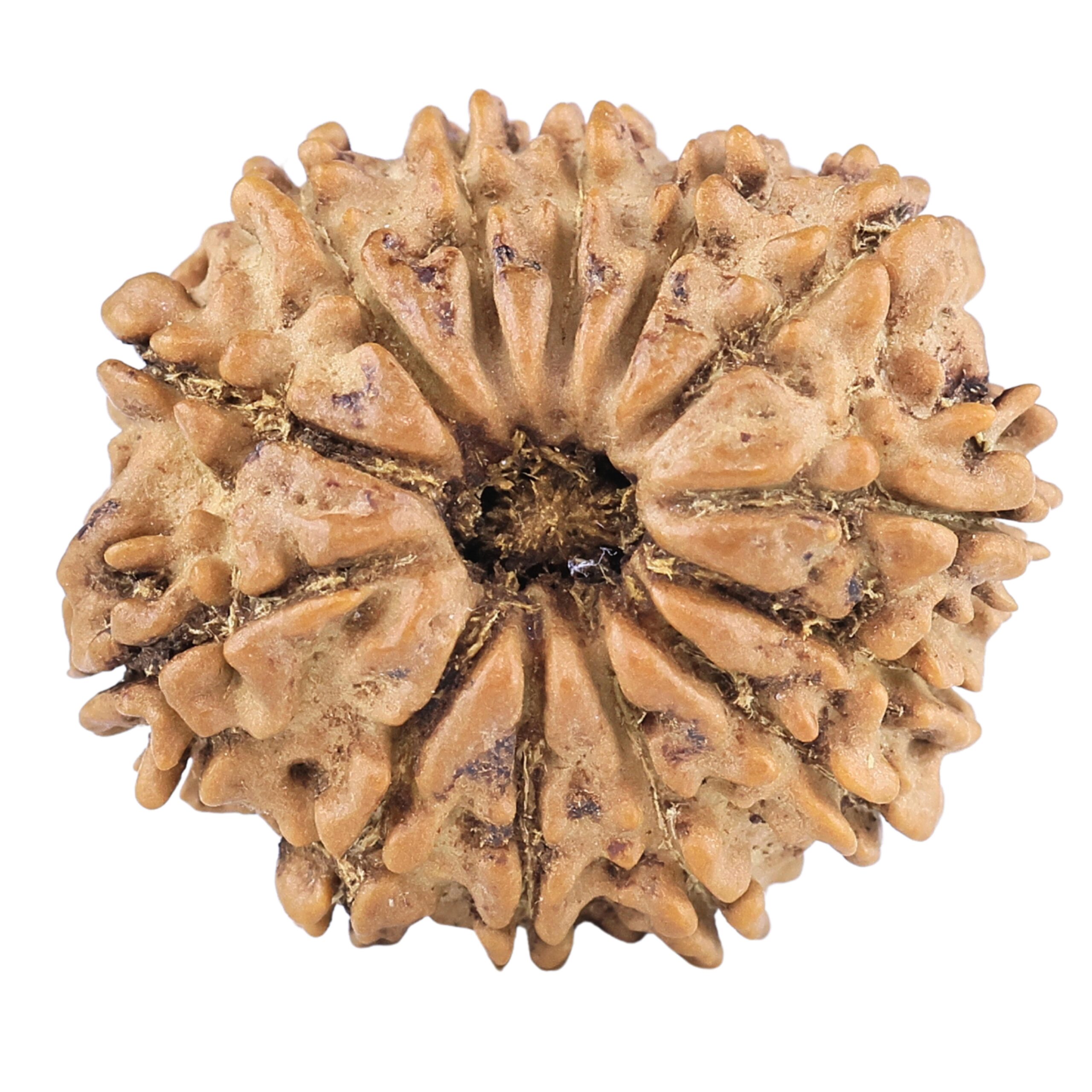 13 Mukhi Rudraksha 22.4mm 2.77gm - Rudraksha