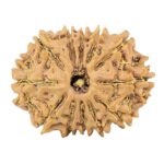 12 Mukhi Rudraksha 26.3mm 3.53gm - Rudraksha