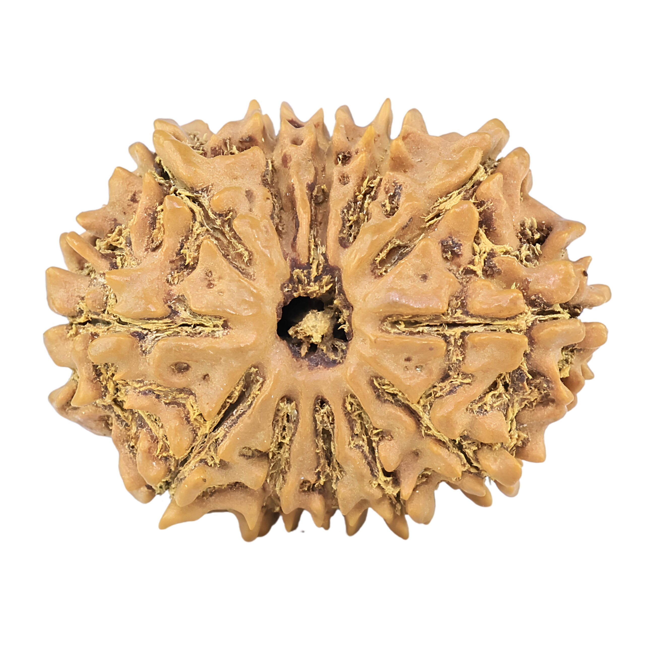 12 Mukhi Rudraksha 26.3mm 3.53gm - Rudraksha