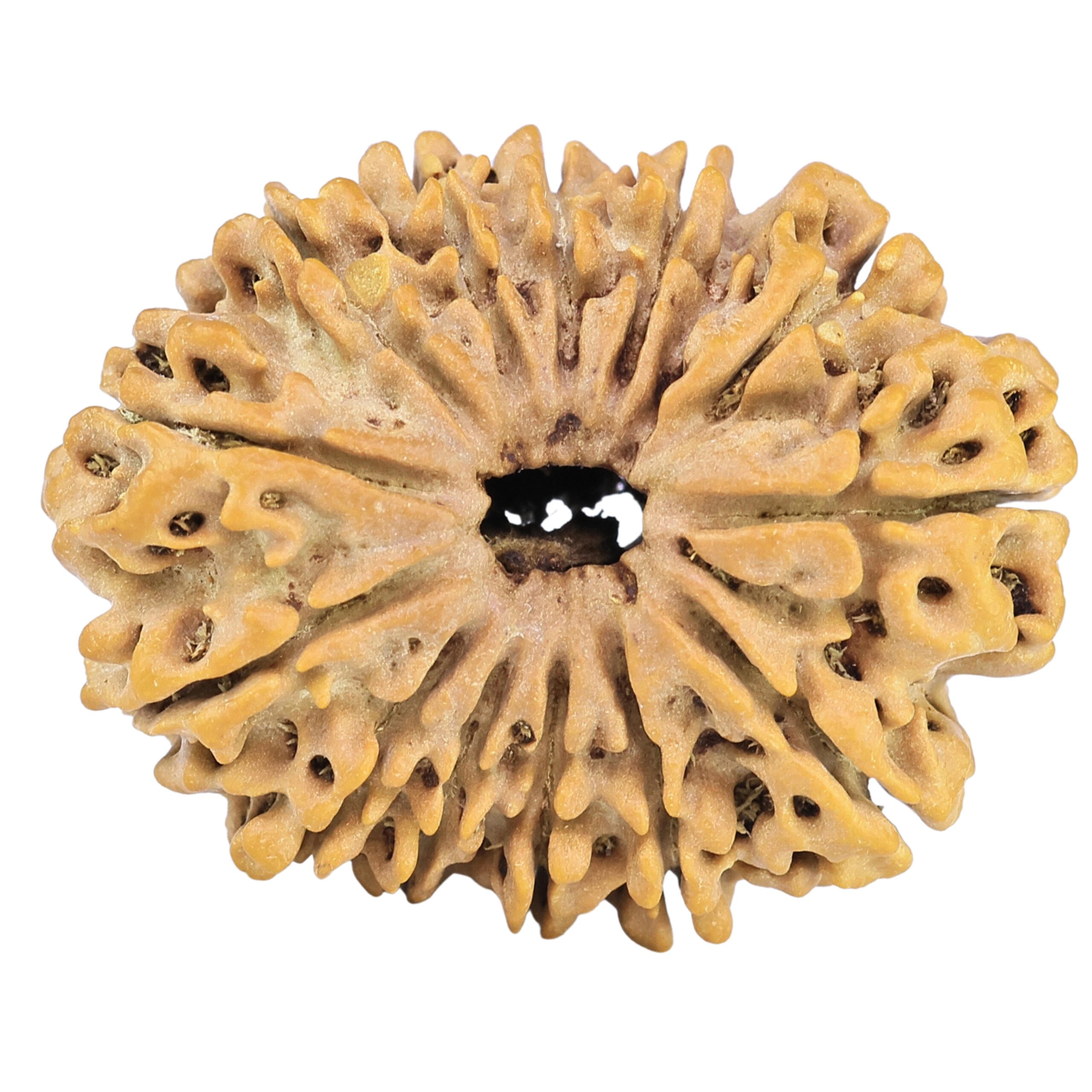 13 Mukhi Rudraksha 30.9mm 5.13gm - Rudraksha