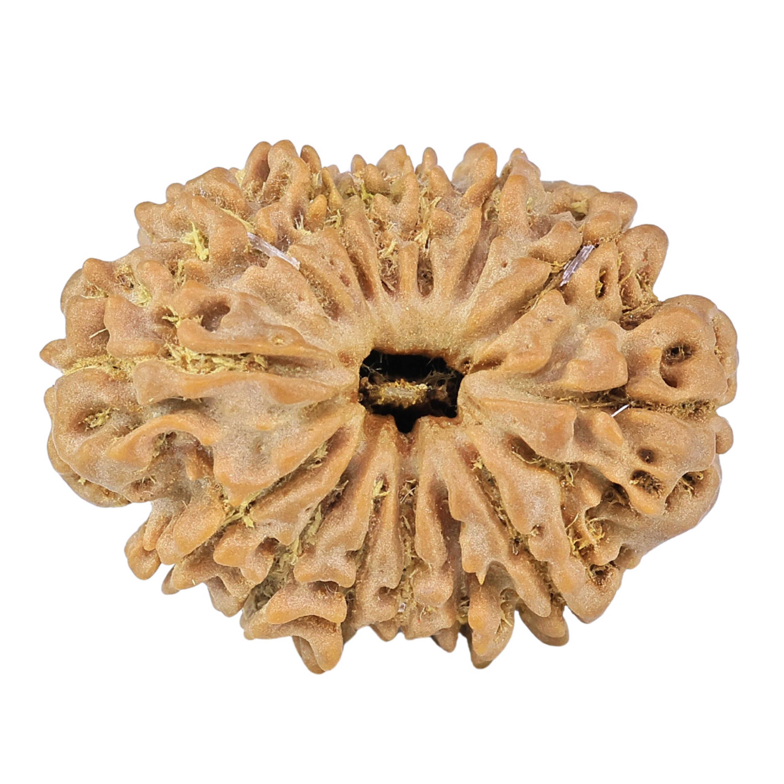 14 Mukhi Rudraksha 26.6mm 3.89gm - Rudraksha