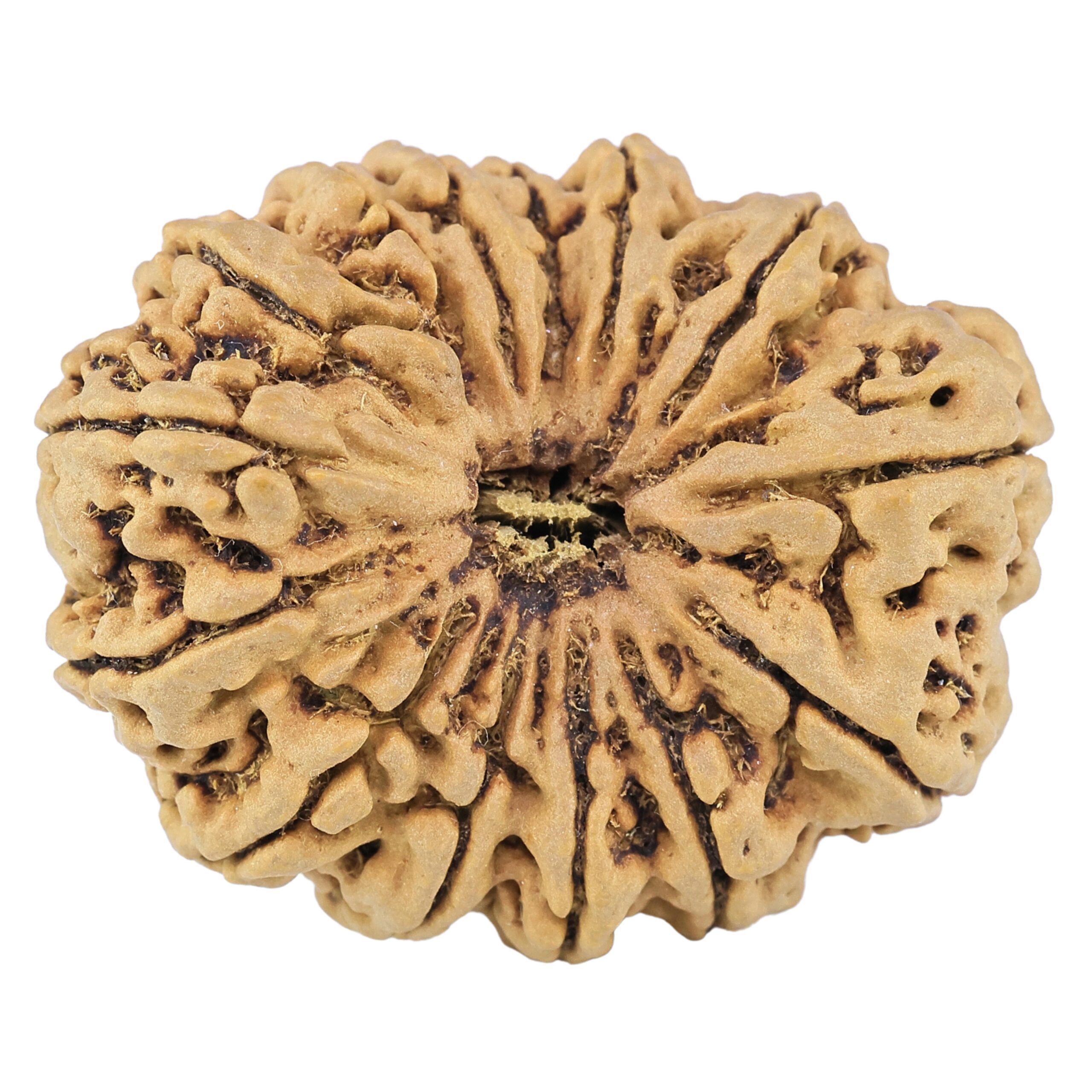 14 Mukhi Rudraksha 34.6mm 8.1gm - Rudraksha