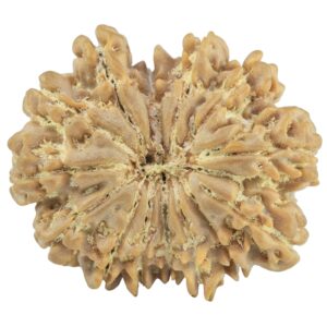 14 Mukhi Rudraksha 27.4mm 5gm - Rudraksha