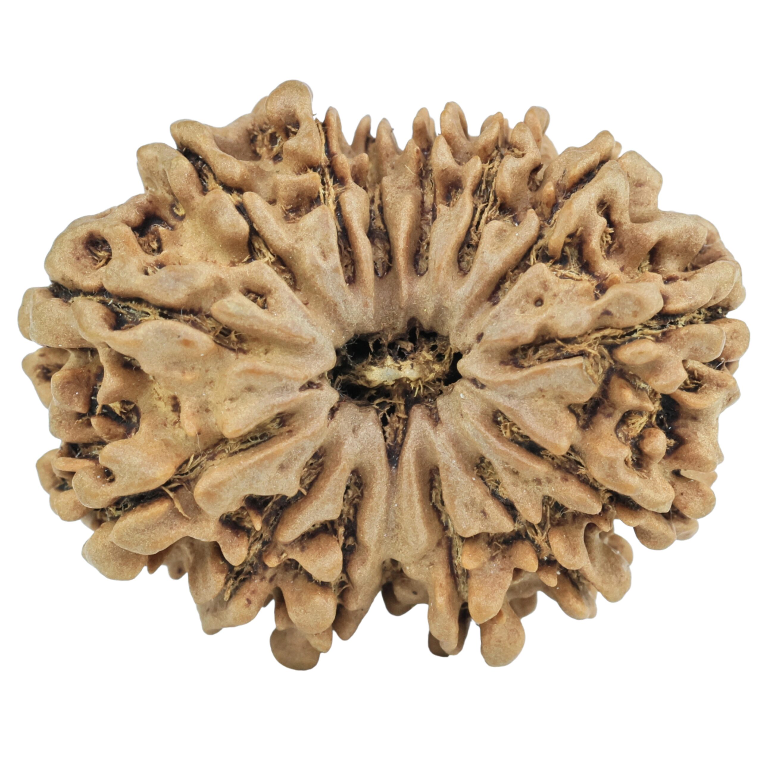 15 Mukhi Rudraksha 28.1mm 4.37gm - Rudraksha