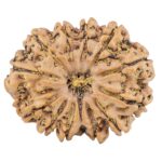 13 Mukhi Rudraksha 30.7mm 6.25gm - Rudraksha