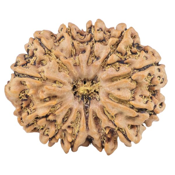 13 Mukhi Rudraksha 30.7mm 6.25gm - Rudraksha