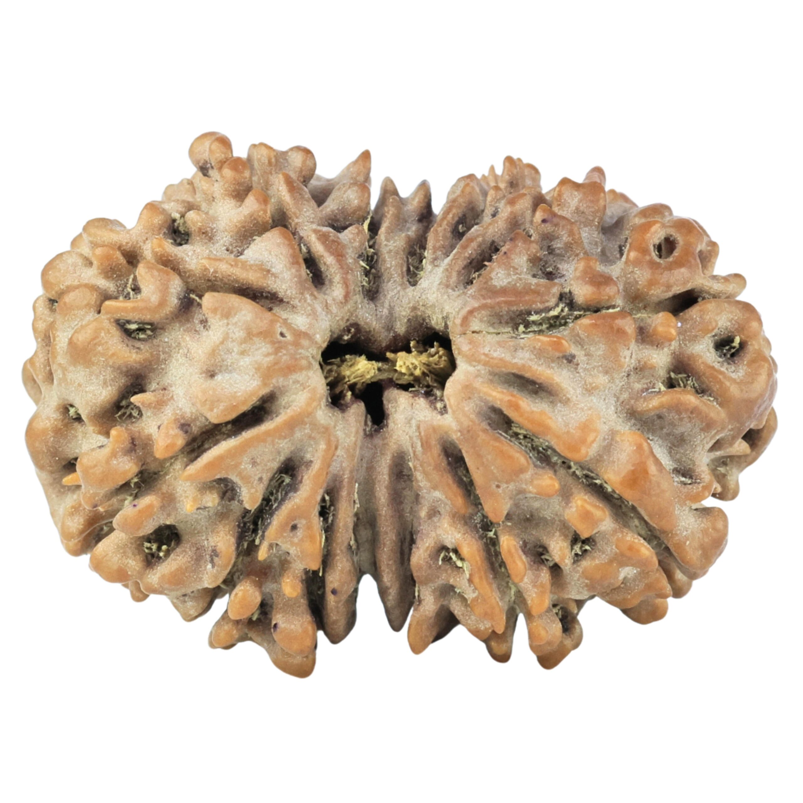 14 Mukhi Rudraksha 27.9mm 4.42gm - Rudraksha