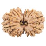 13 Mukhi Gaurishankar 31.2mm 6.88gm - Rudraksha