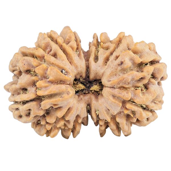 13 Mukhi Gaurishankar 31.2mm 6.88gm - Rudraksha