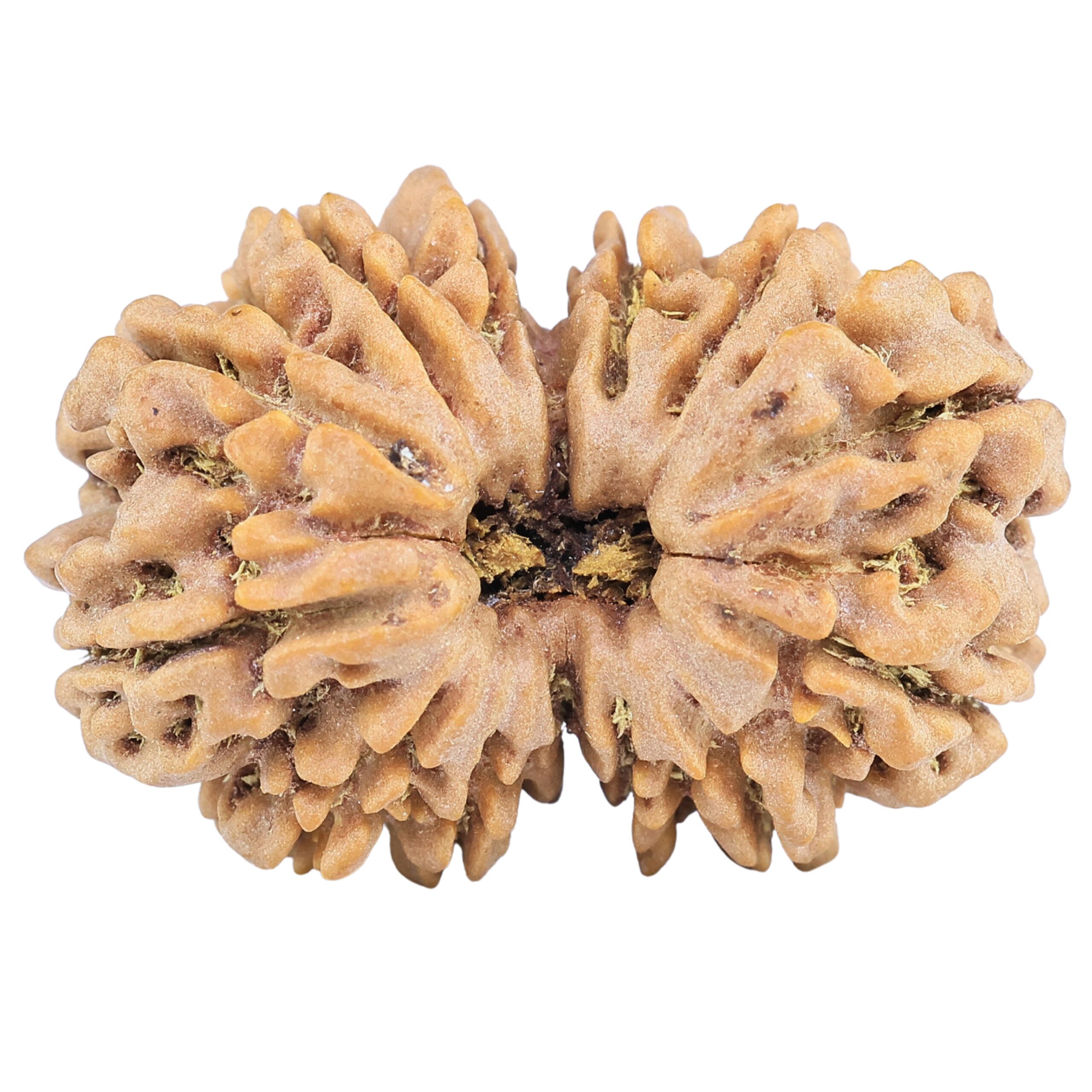 13 Mukhi Gaurishankar 31.2mm 6.88gm - Rudraksha