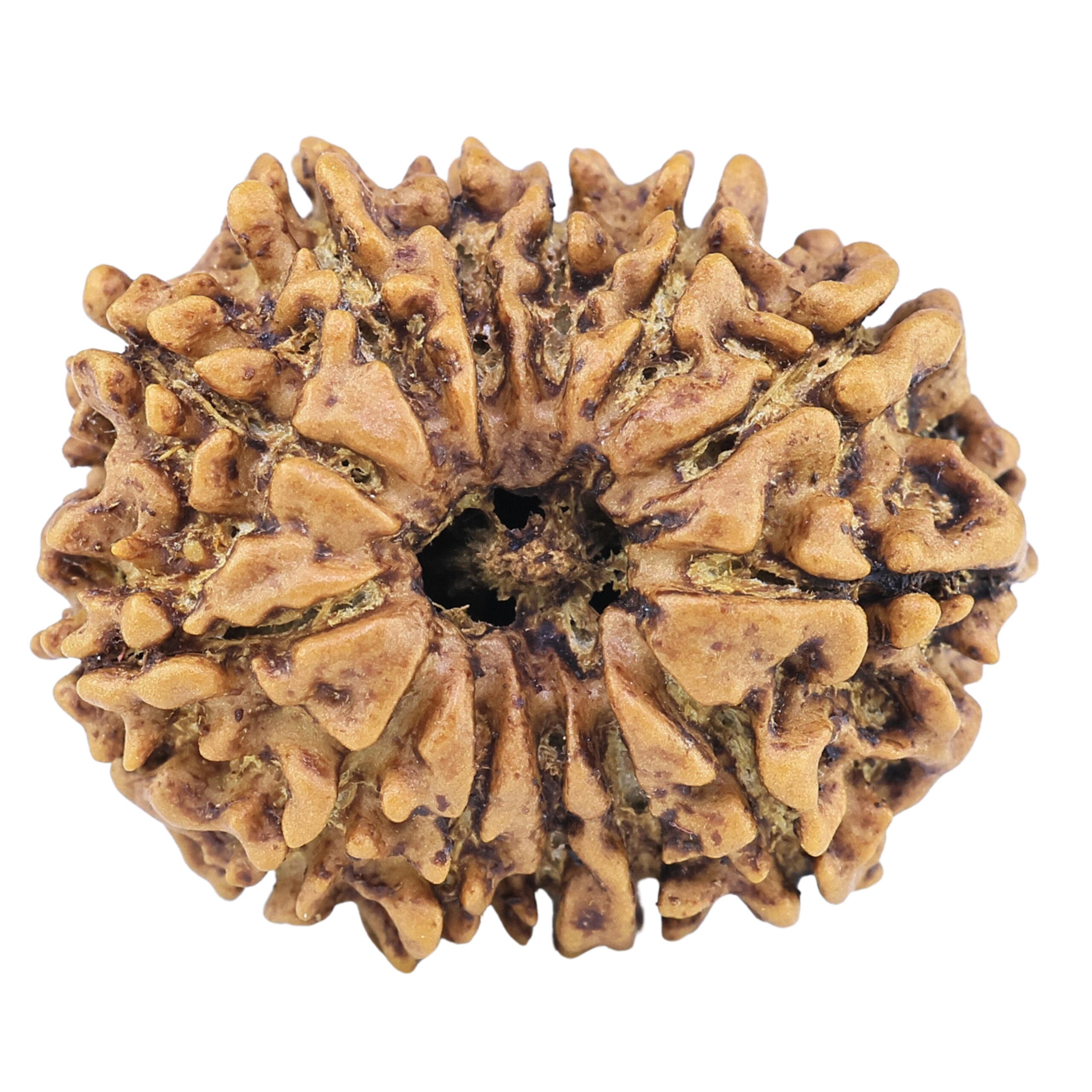 13 Mukhi Rudraksha 23.4mm 2.76gm - Rudraksha