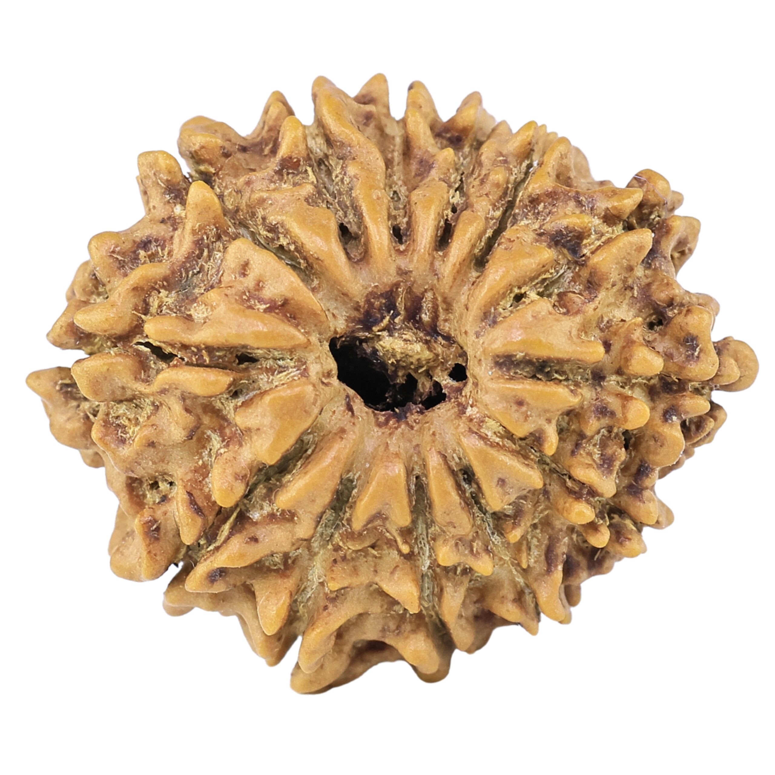 13 Mukhi Rudraksha 23.3mm 2.69gm - Rudraksha