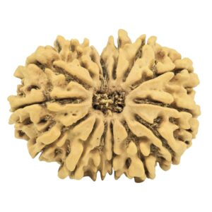 15 Mukhi Rudraksha 28.8mm 3.92gm - Rudraksha