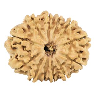 12 Mukhi Rudraksha 25.6mm 3.48gm - Rudraksha