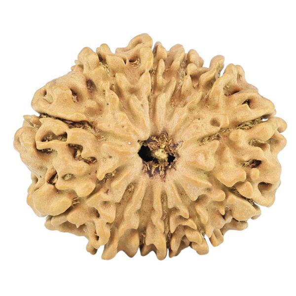 12 Mukhi Rudraksha 25.6mm 3.48gm - Rudraksha