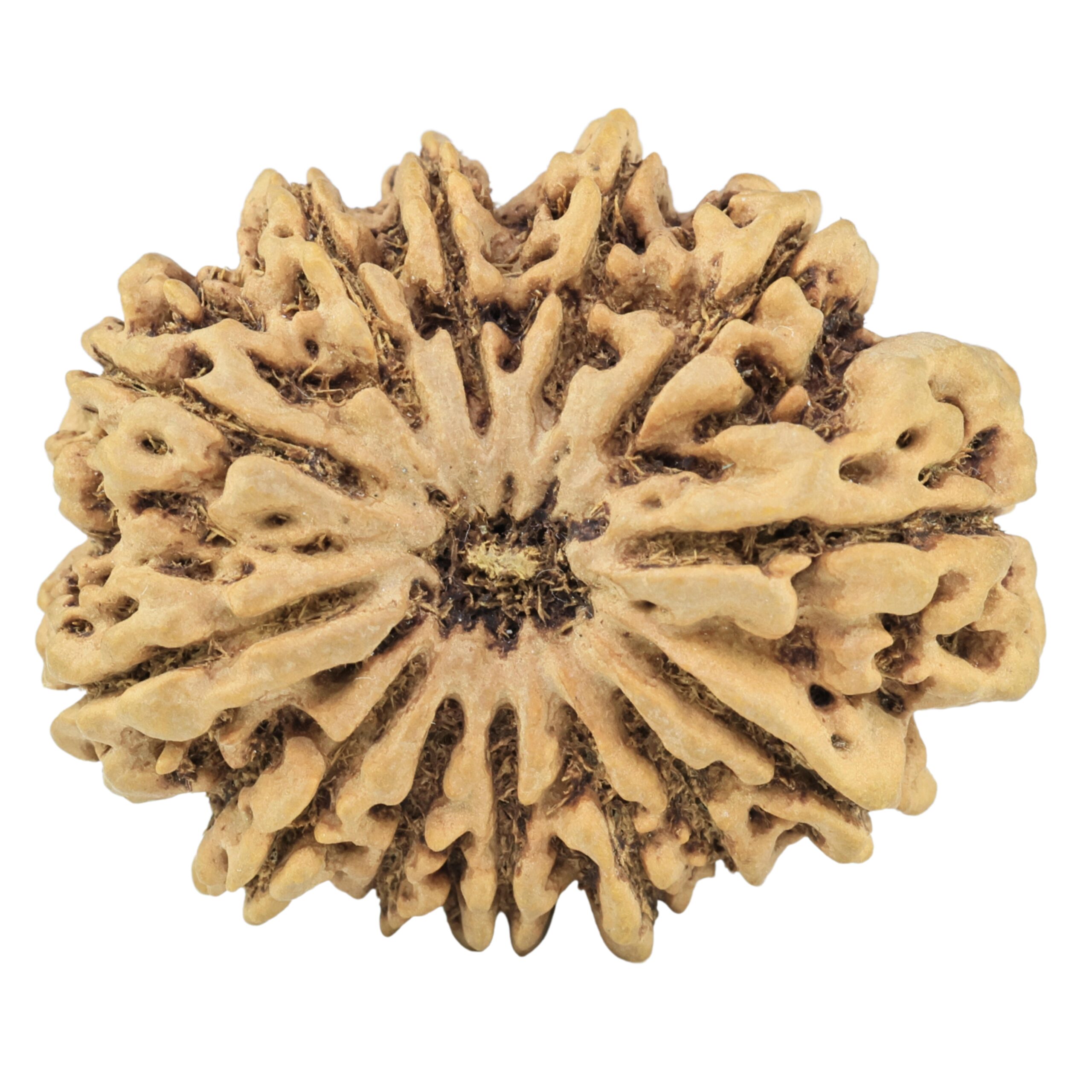 13 Mukhi Rudraksha 35.4mm 8.27gm - Rudraksha