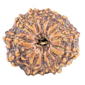 13 Mukhi Rudraksha 22.3mm 3gm - Origin: Nepal - Rudraksha