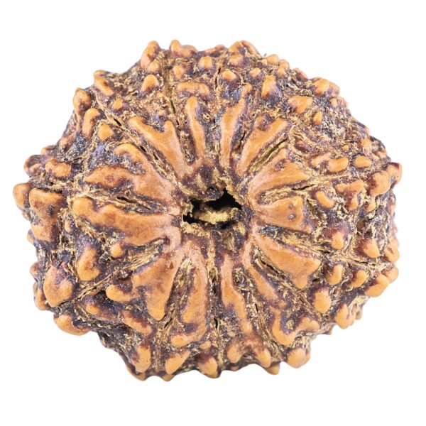 13 Mukhi Rudraksha 22.3mm 3gm - Origin: Nepal - Rudraksha