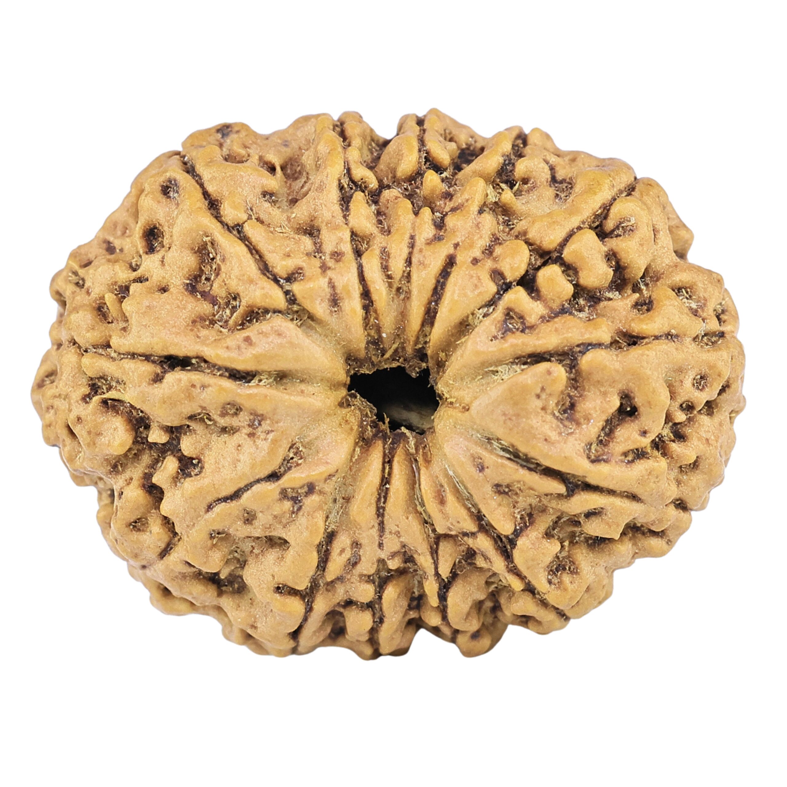 13 Mukhi Rudraksha 23.3mm 2.36gm - Rudraksha