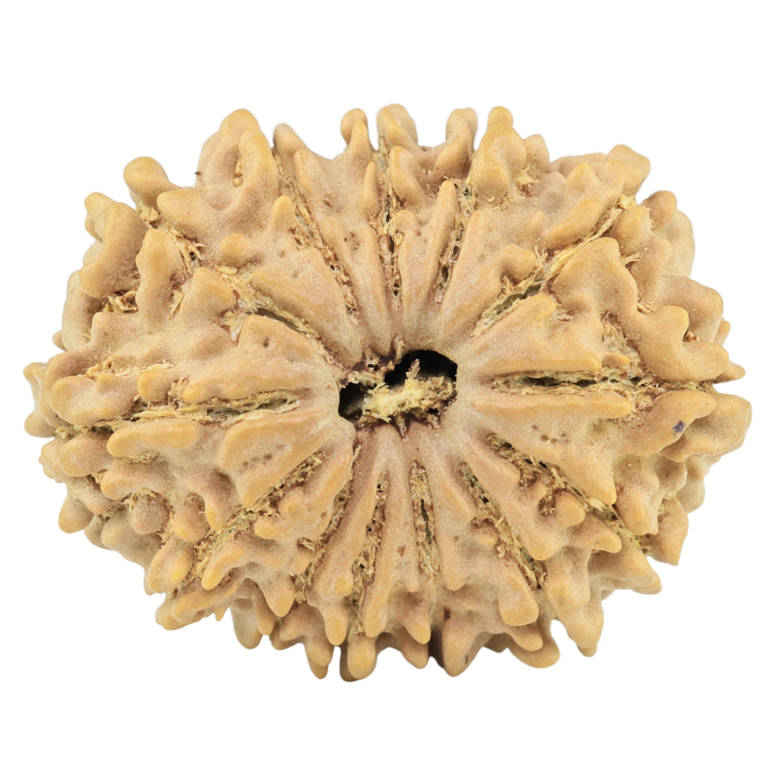 13 Mukhi Rudraksha 29.3mm 5gm - Rudraksha