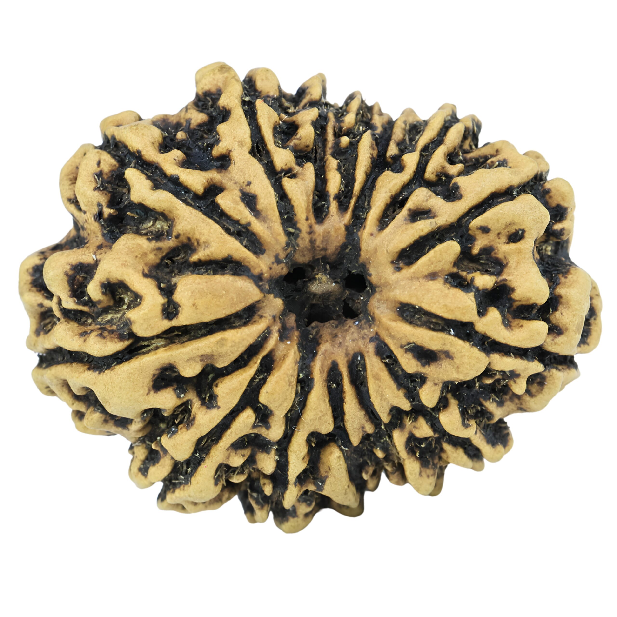 14 Mukhi Rudraksha 28.7mm 3.24gm - Rudraksha