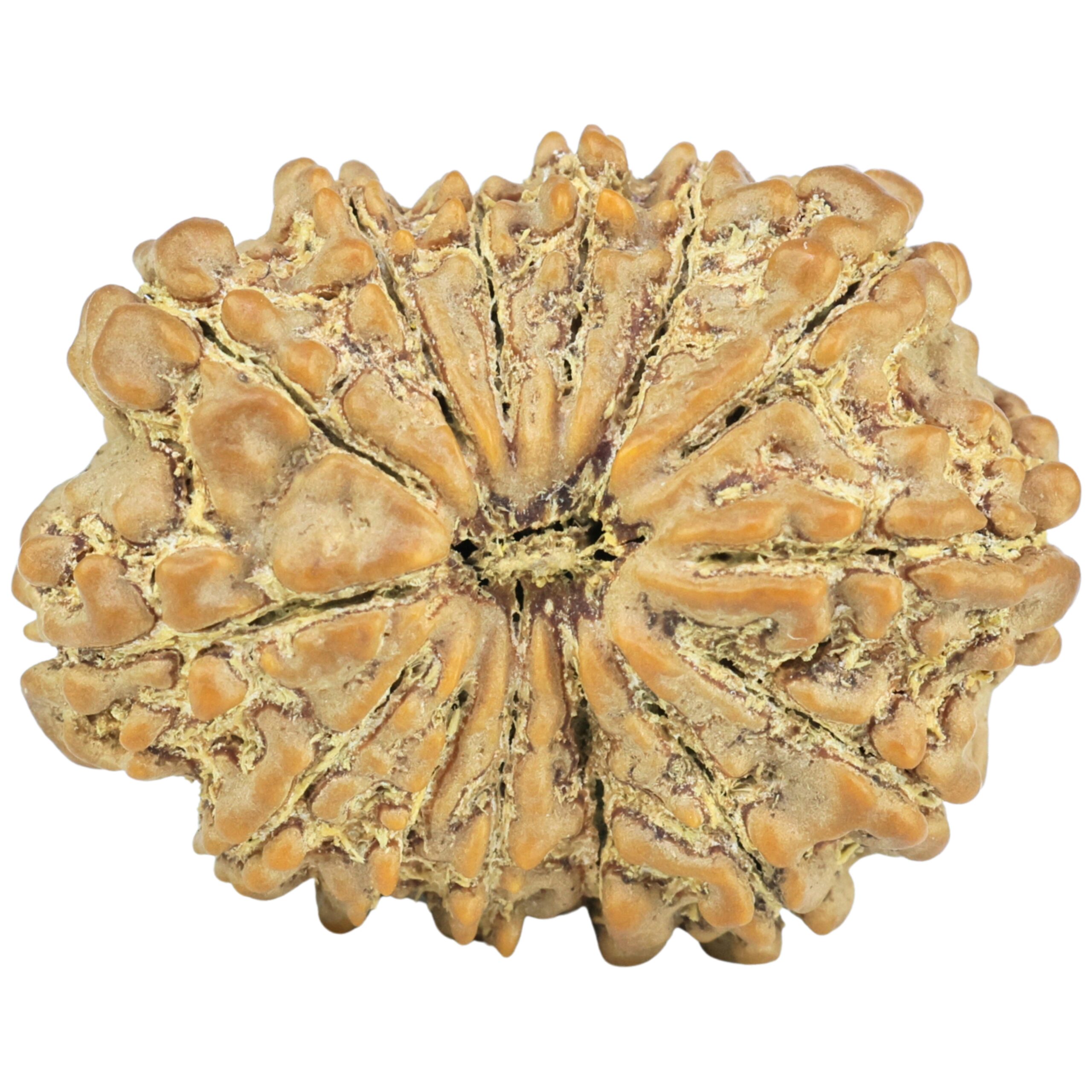 14 Mukhi Rudraksha 27.9mm 4.53gm - Rudraksha