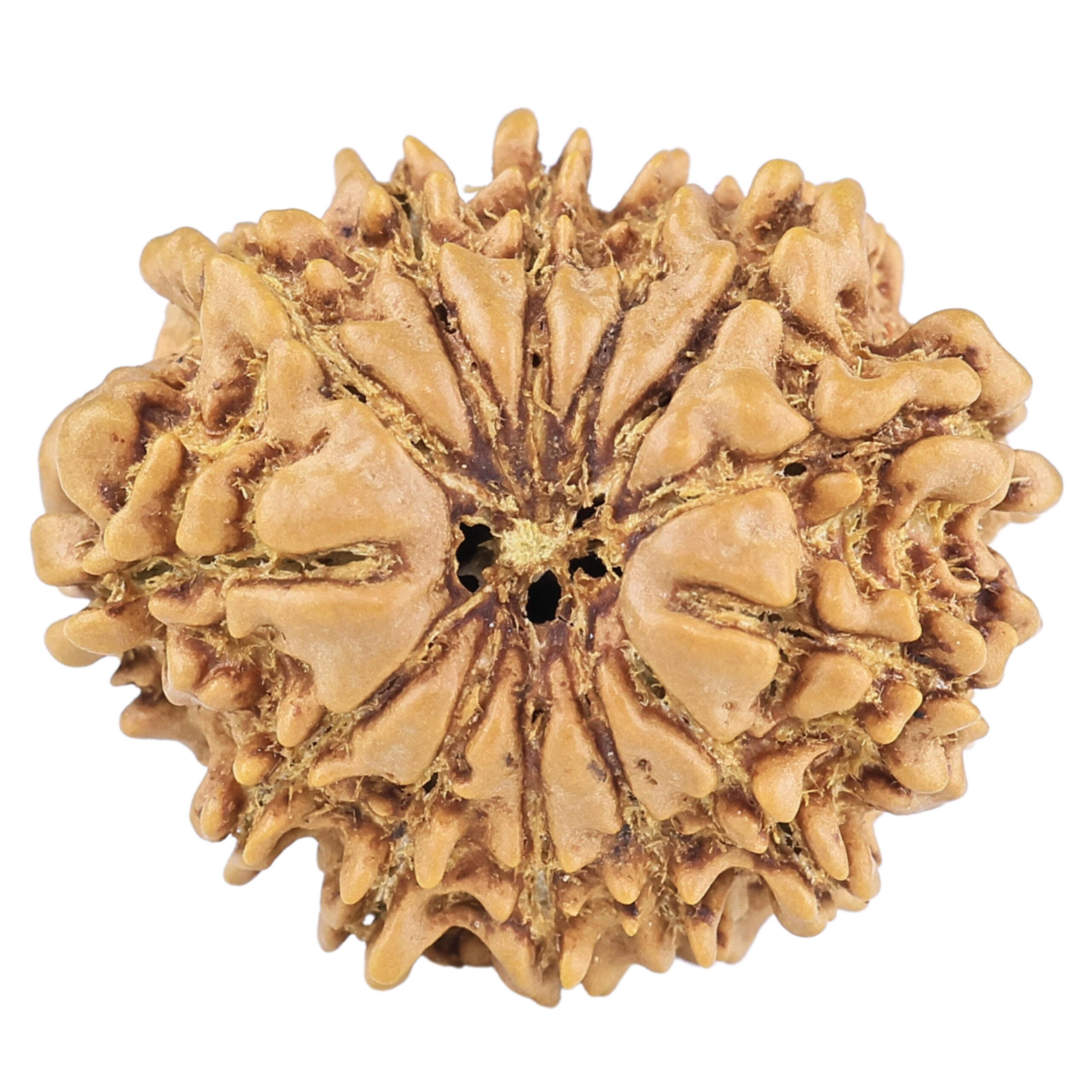 13 Mukhi Rudraksha 22mm 2.53gm - Rudraksha