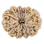12 Mukhi Rudraksha 37.4mm 9.22gm - Rudraksha