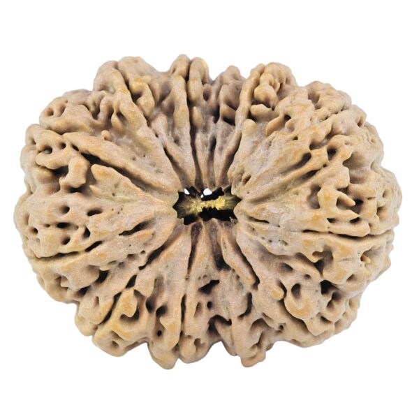 12 Mukhi Rudraksha 37.4mm 9.22gm - Rudraksha