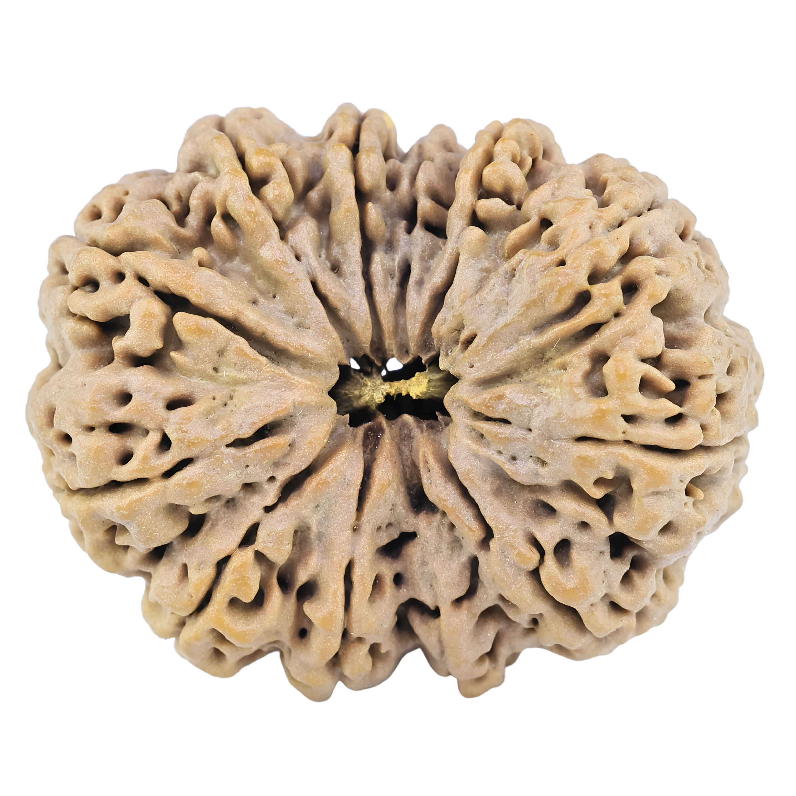 12 Mukhi Rudraksha 37.4mm 9.22gm - Rudraksha