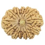 13 Mukhi Rudraksha 35mm 8.74gm - Rudraksha
