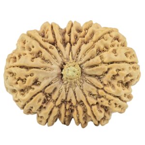 13 Mukhi Rudraksha 35mm 8.74gm - Rudraksha