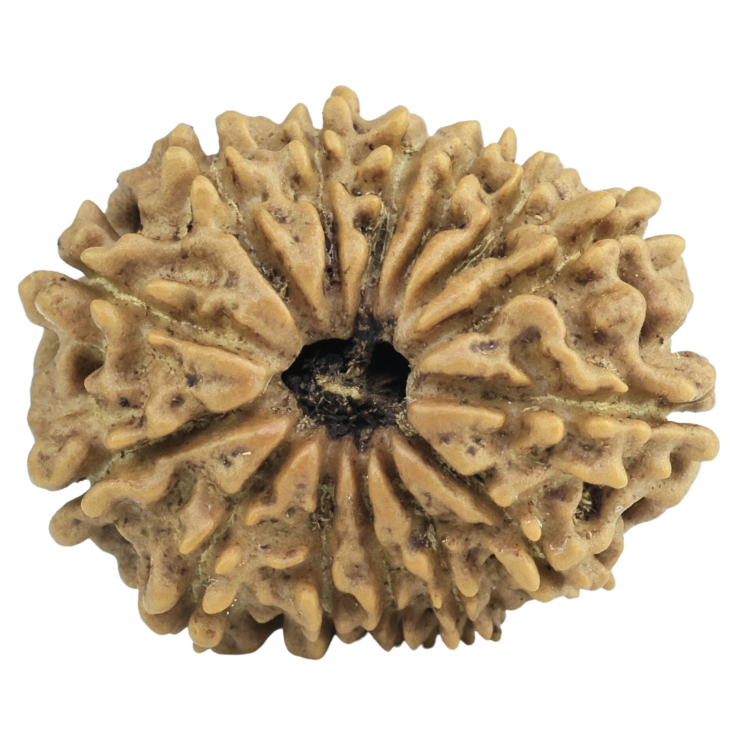 14 Mukhi Rudraksha 23.3mm 2.73gm - Rudraksha