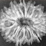 12 Mukhi Rudraksha 26.7mm 3.38gm - Xray