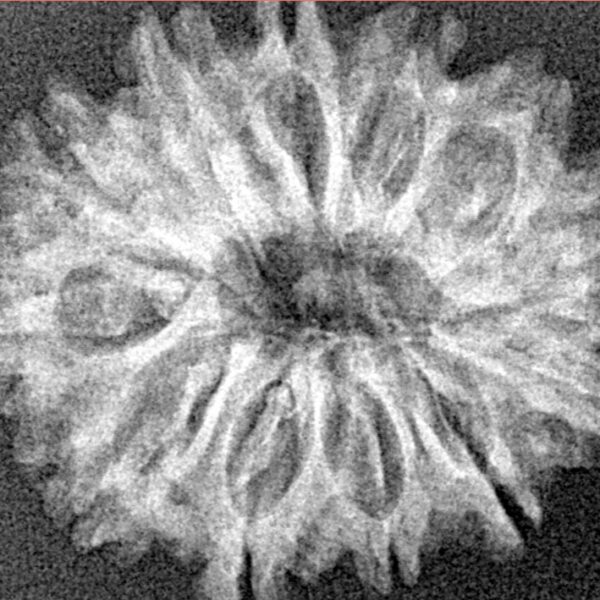 12 Mukhi Rudraksha 26.7mm 3.38gm - Xray