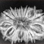 14 Mukhi Rudraksha 31mm 4.7gm - Xray