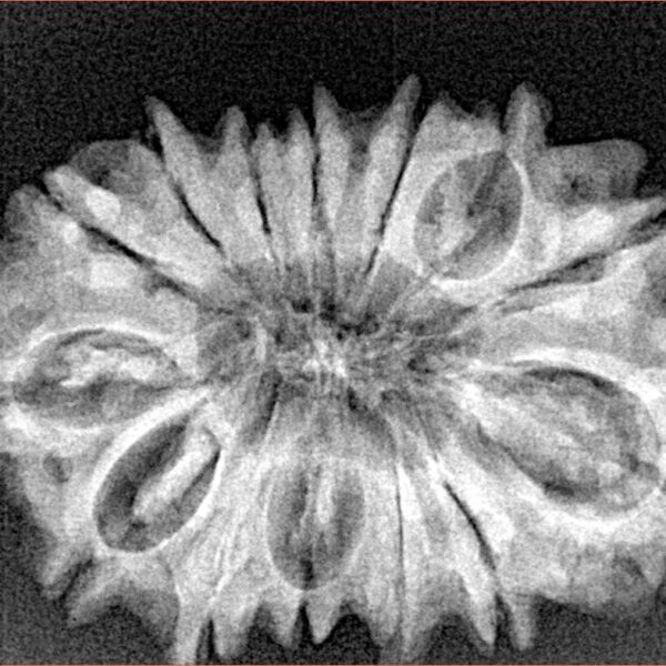 14 Mukhi Rudraksha 31mm 4.7gm - Xray