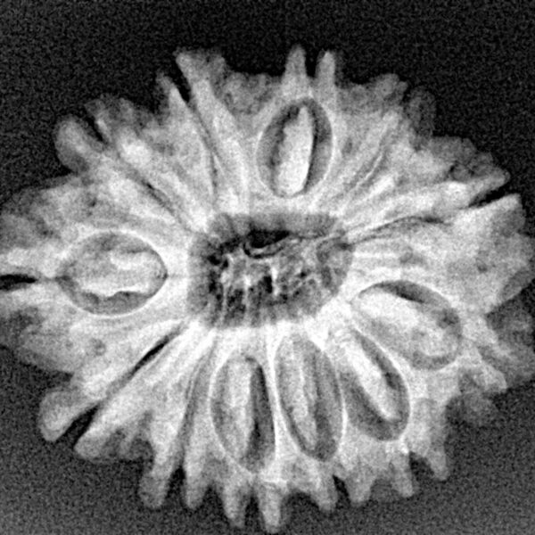 12 Mukhi Rudraksha 26mm 3.92gm - Xray