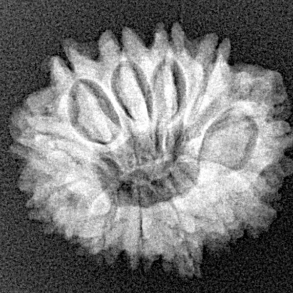 13 Mukhi Rudraksha 22.5mm 3gm - Xray