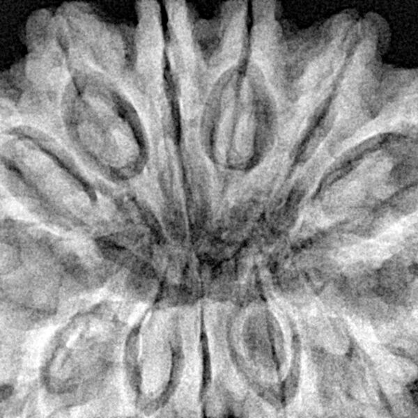 13 Mukhi Rudraksha 36.4mm 9.82gm - Xray