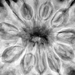 12 Mukhi Rudraksha 35.2mm 9.14gm - Xray