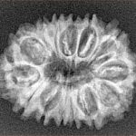 14 Mukhi Rudraksha 27.3mm 3.24gm - Xray