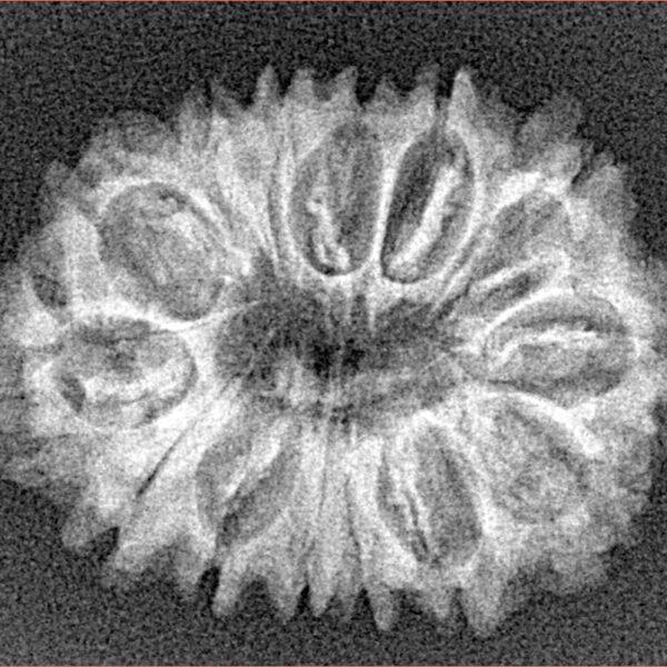 14 Mukhi Rudraksha 27.3mm 3.24gm - Xray