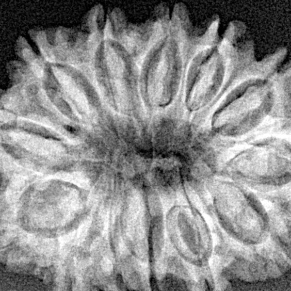 13 Mukhi Rudraksha 30.2mm 4.55gm - Xray