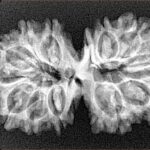 13 Mukhi Gaurishankar 33.9mm 4.61gm - Xray