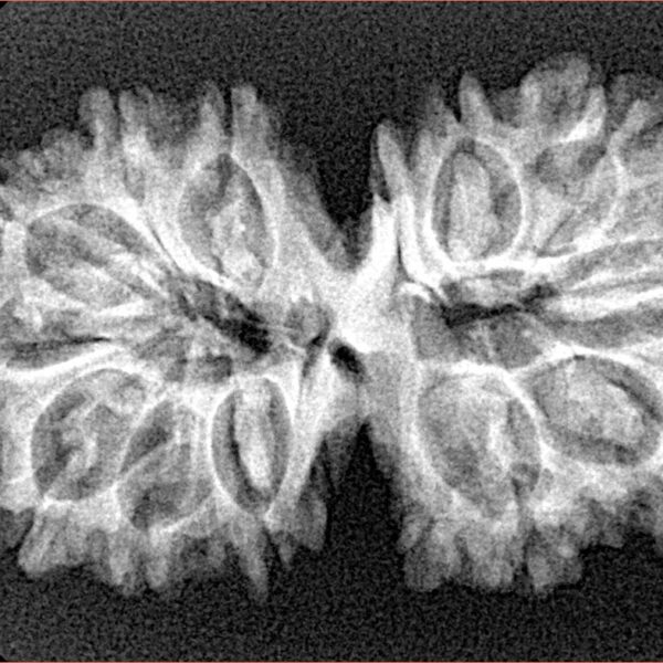 13 Mukhi Gaurishankar 33.9mm 4.61gm - Xray