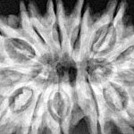 13 Mukhi Rudraksha 34.6mm 7gm - Xray